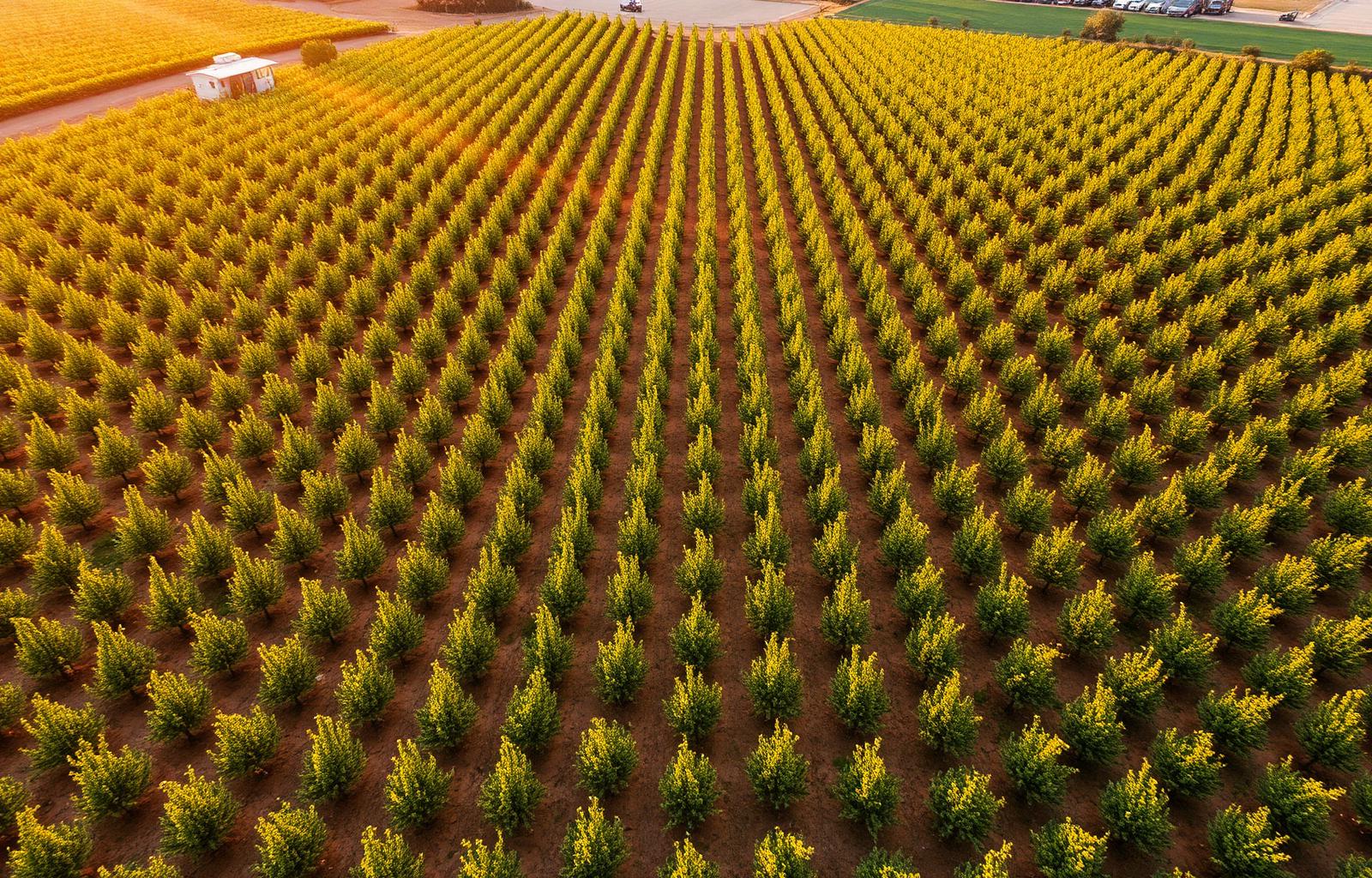 Aerial view of the orchard plantation
